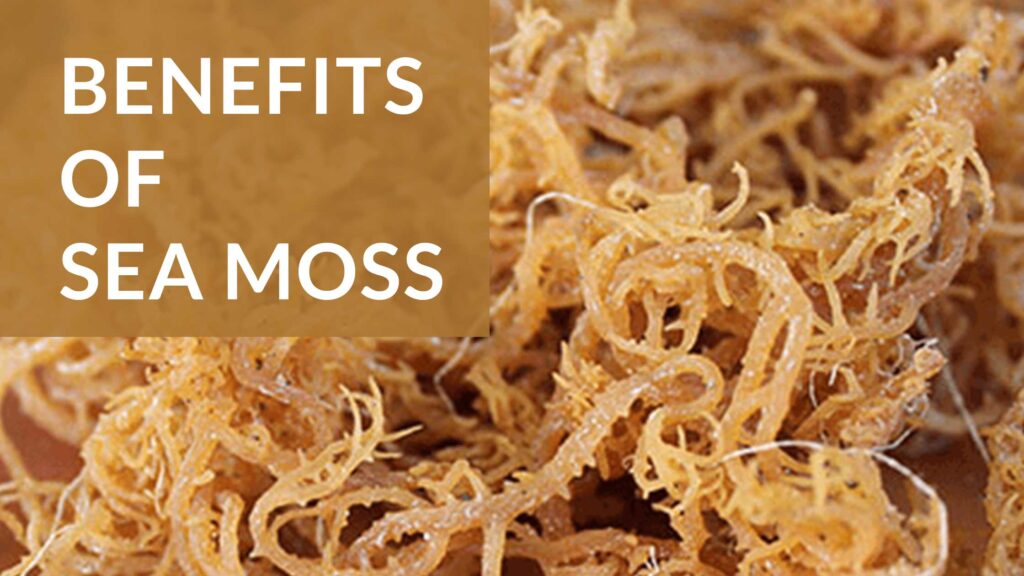 Benefits Of Sea Moss 1024x576 