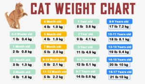 Cat Weight Chart By Age & Height In Kg, Ibs ⚖