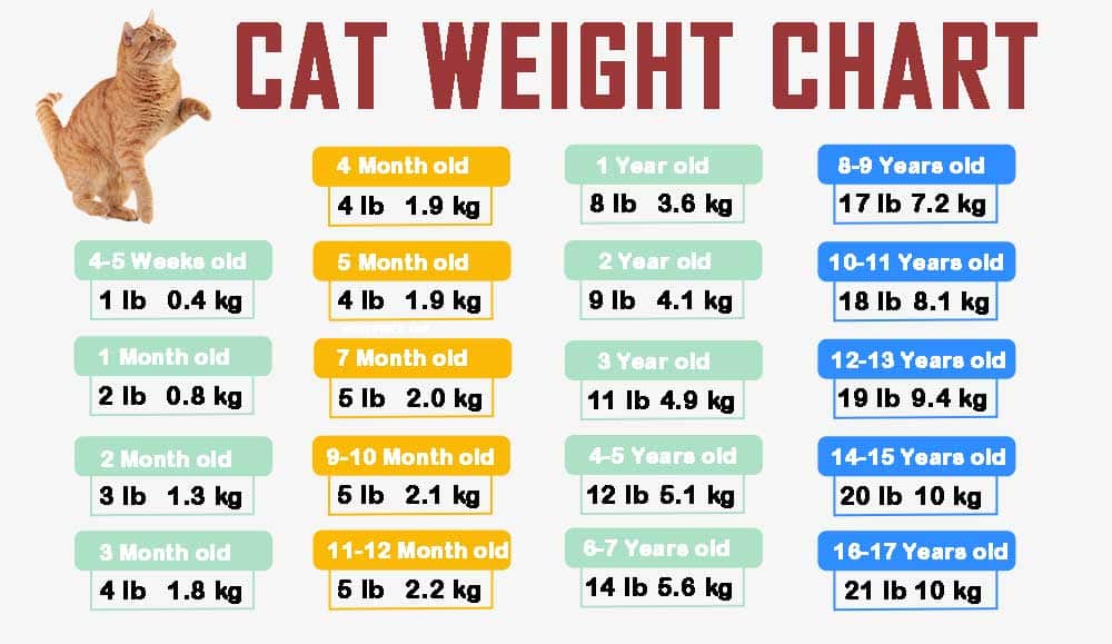 Cat Weight Chart By Age And Height In Kg Ibs ⚖