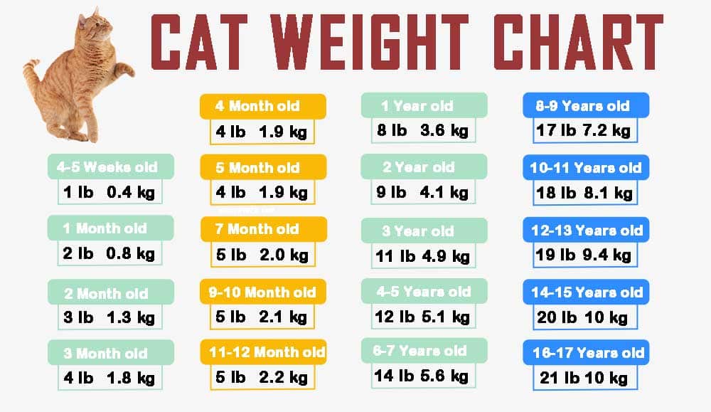 Printable Kitten Weight Chart