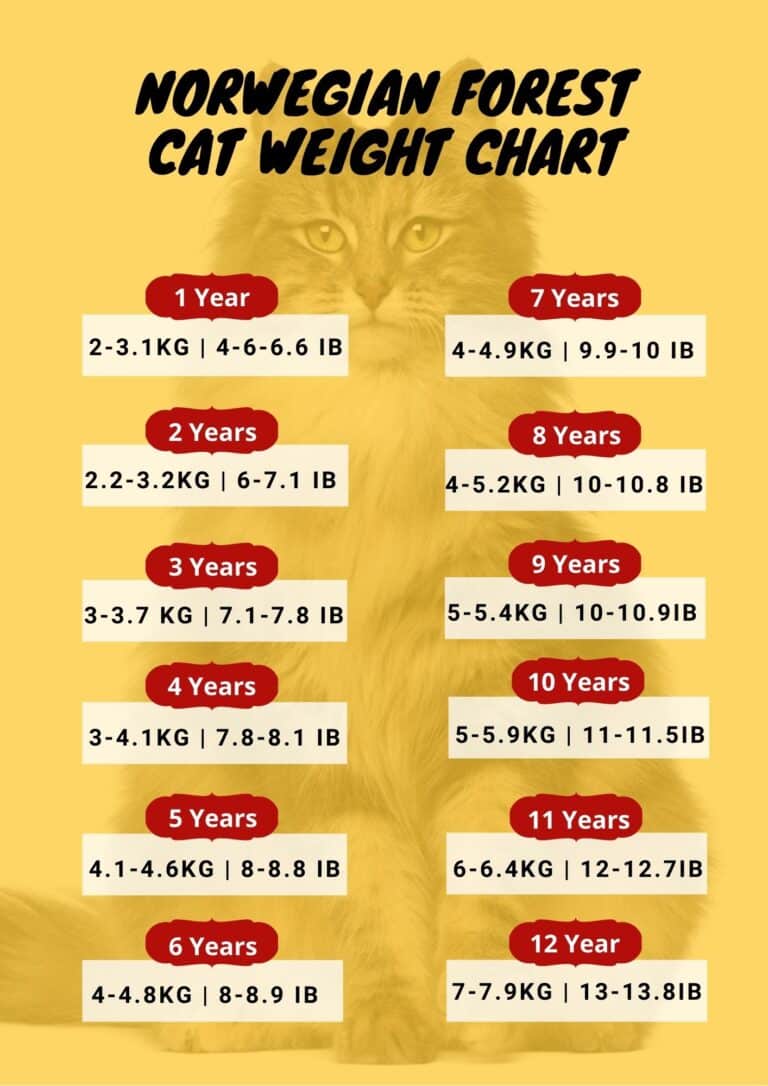 Normal Weight For Cats By Age