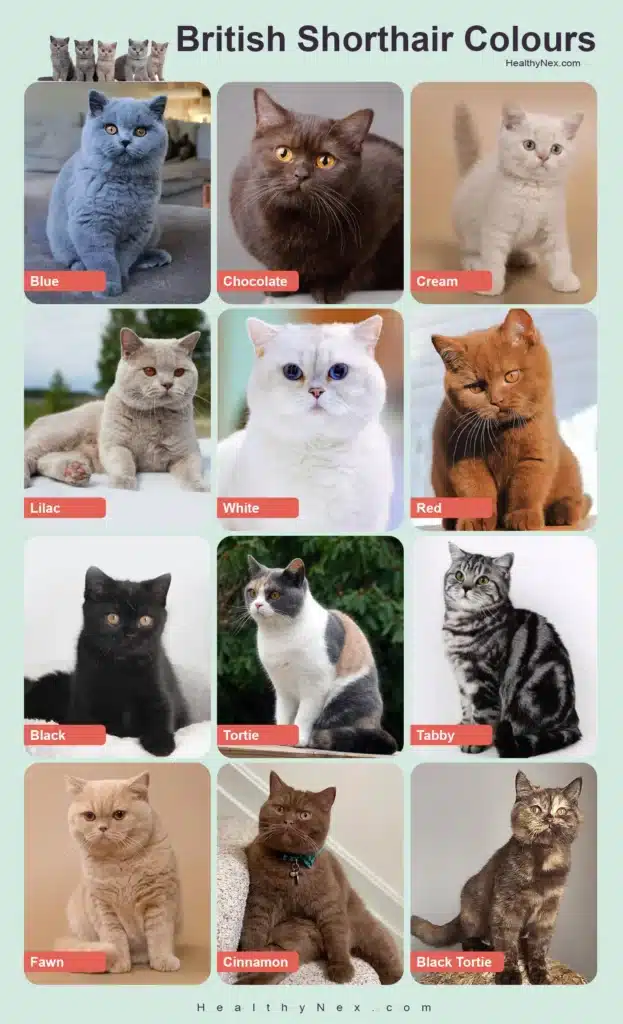 Siamese Color Chart Rare Common Collection Siamese Color Chart Rare Common Collection