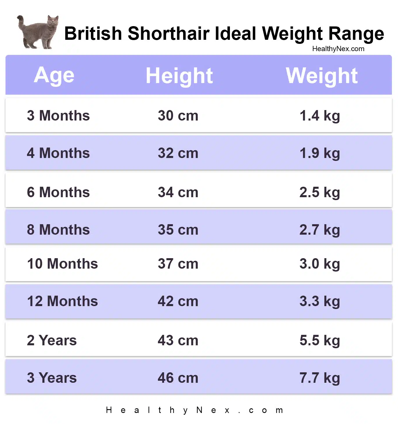 British Shorthair Weight Chart By Age Height