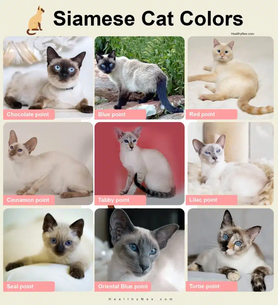 Siamese cat color chart
