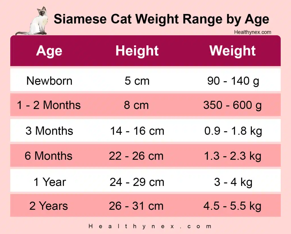 Siamese cat weight chart by age