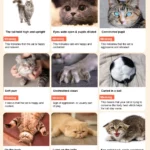 cat body language chart with postures meanings explained