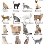cat breeds chart