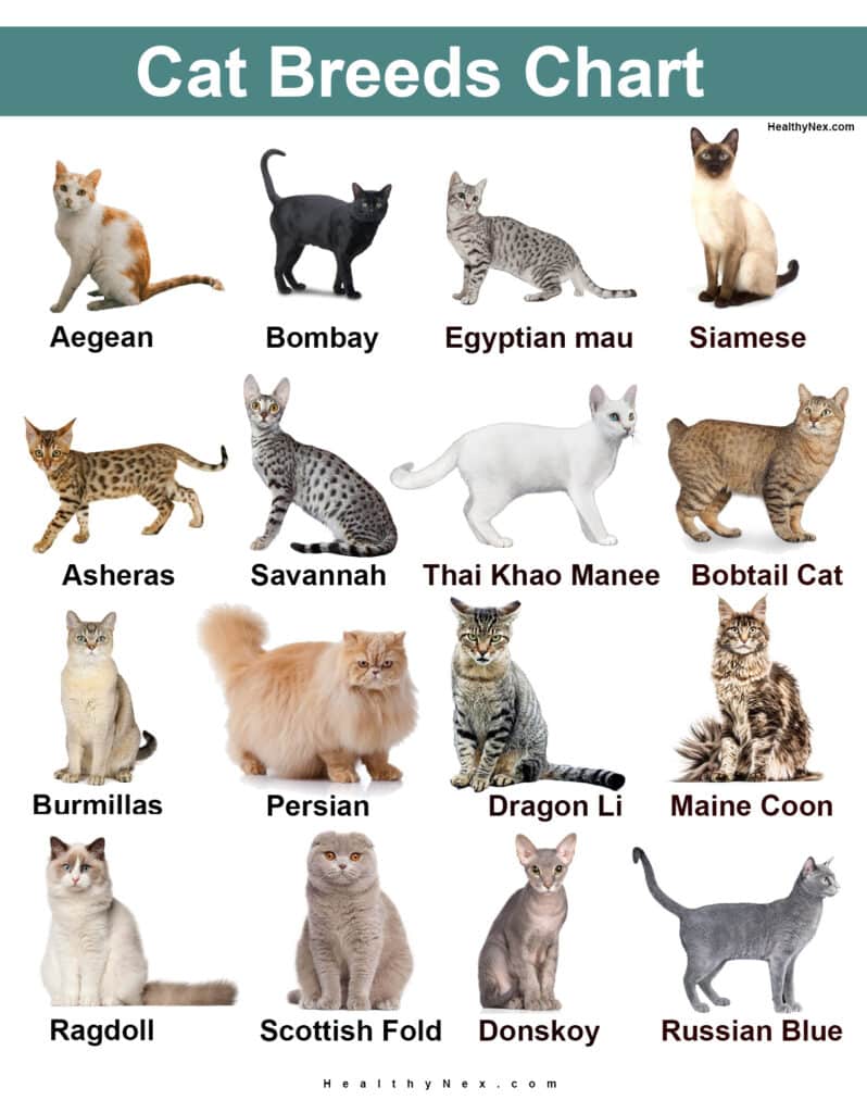 Cat Breed Chart - Rare & Common In Continents