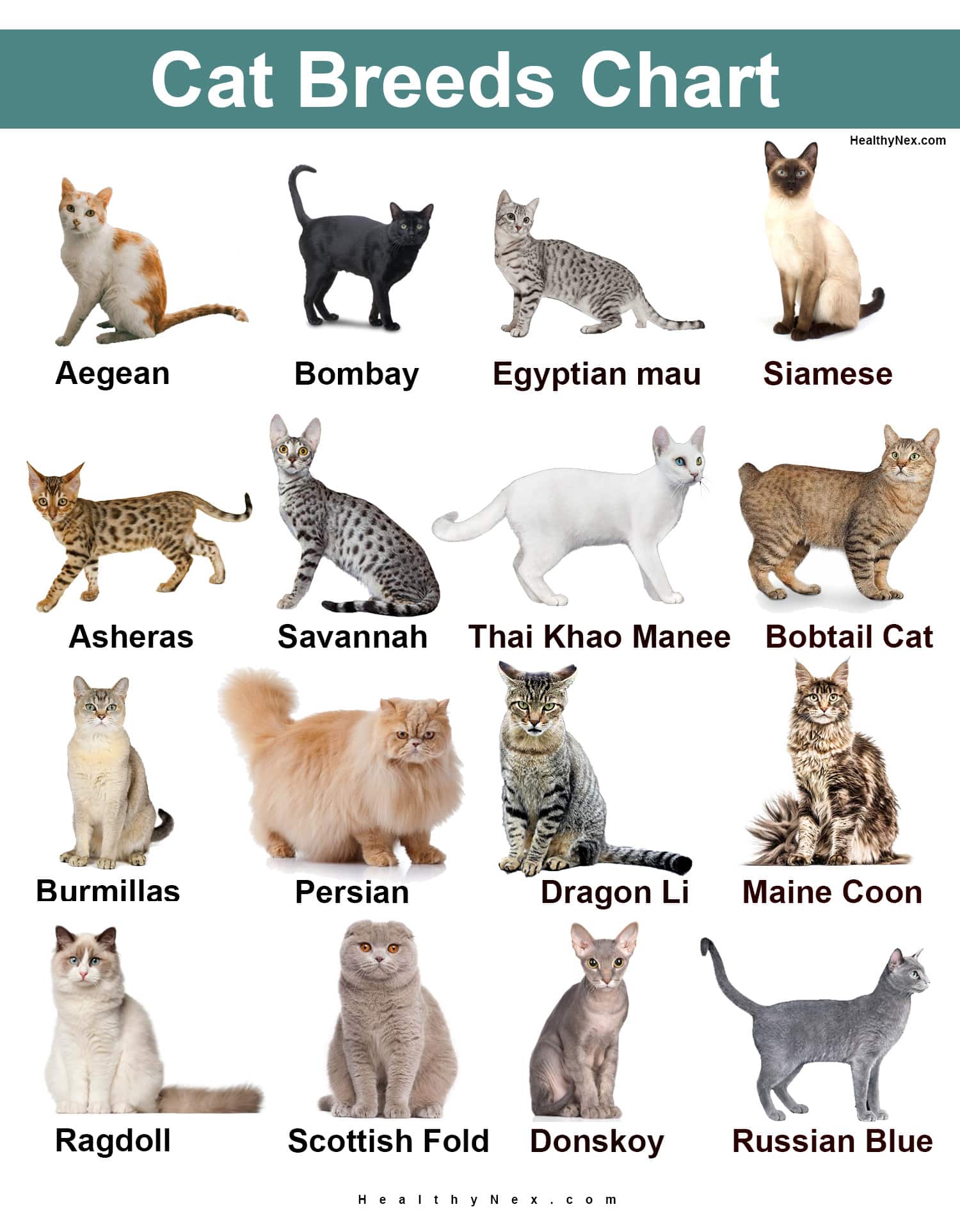 Cat Breed Chart Rare Common In Continents