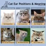 cat ear positions chart