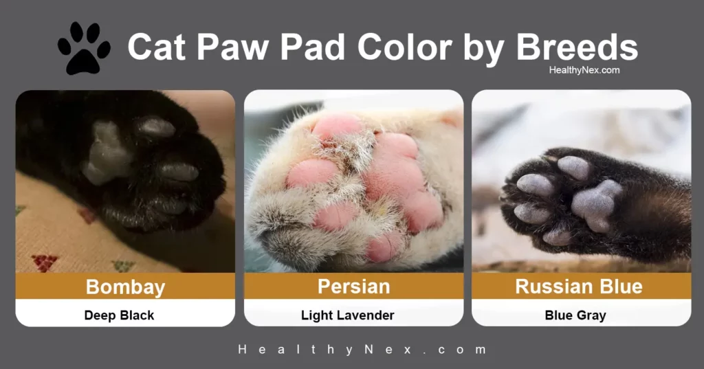 cat paw pad color chart