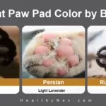 cat paw pad color chart