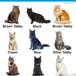 Maine coon color chart