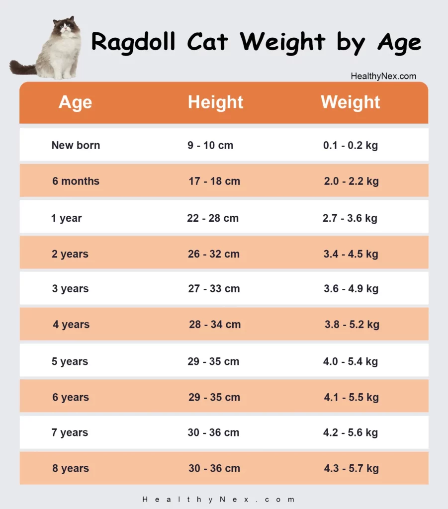 Ragdoll Cat Weight Chart
