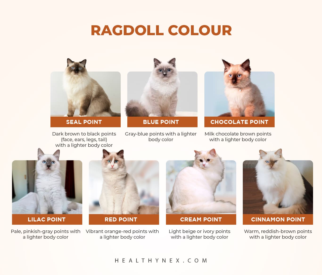 Ragdoll Growth Chart By Life Stages And Growth Speed