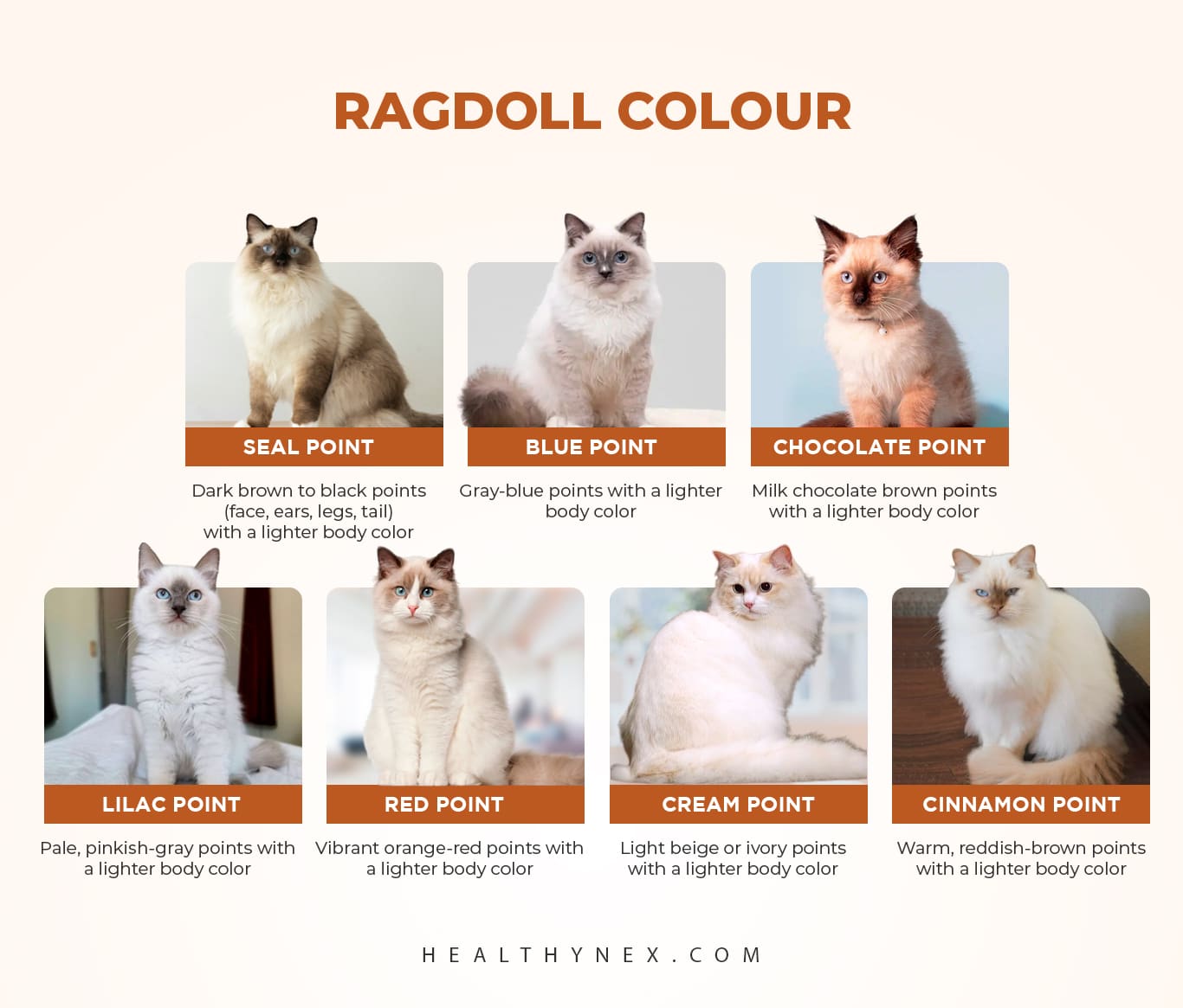 Ragdoll Colors Chart All Popular, Common And Rare Colors